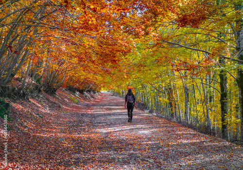 Mount Autore Livata (Subiaco, Italy) - Autumnal foliage in the mountains of province of Roma, Lazio region, Simbruini mounts natural park. Here a view with a beautiful autumn landscape.