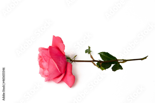 Rose lachsrosa, Duftrose, Edelrose 