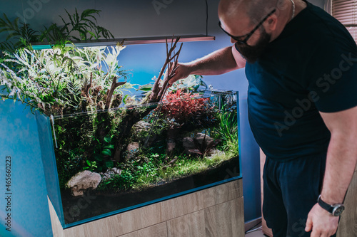 Male worker working in aquarium showroom and using aquascaping tweezers for fish tank aquatic plants.