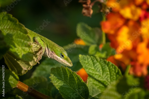 Carolina Anole (Anolis carolinensis) hanging out in a lantan bush. Raleigh, North Carolina.