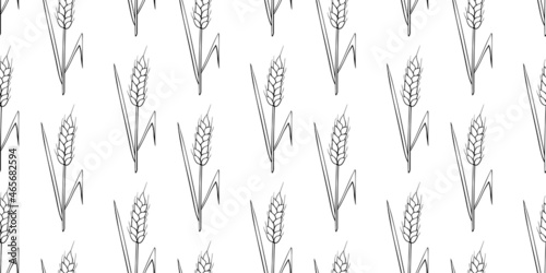 Wheat spikelets, vector seamless pattern. Black outline drawn in sketch style isolated on white background. Design of fabric, wrapping paper, packaging on the theme of bakery products, flour, harvest