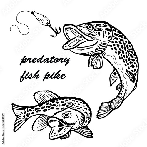 predatory pike fish with a spinner doodle with a black outline on a white background