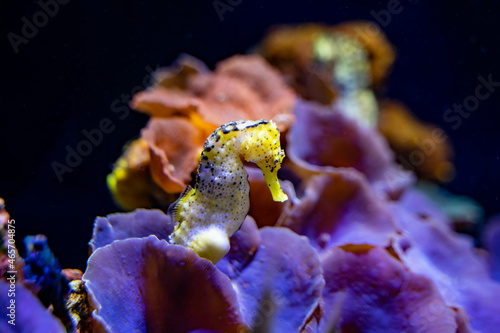 hippocampe jaune et blanc - Poison - aquarium - Corail et fond marin - Cheval de mer