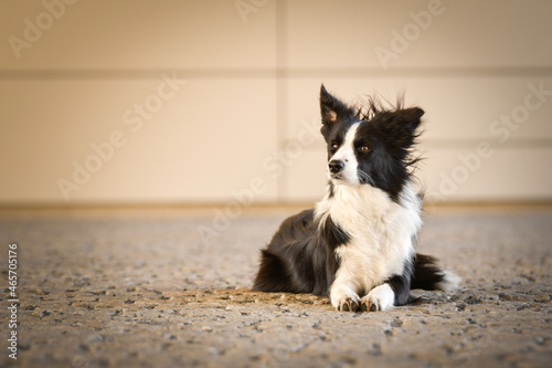 Dog border collie is lying on street. Nice dog in the city center.