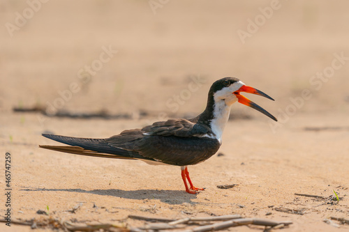 The black skimmer (Rynchops niger)