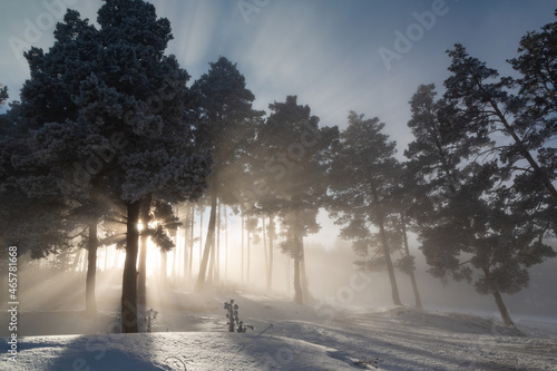 Impressive view of fog and sunlight after frost on the famous Sarıkamış ski slopes with its crystal snow and yellow pine forests.