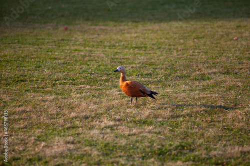 red duck ogar sits on the green grass in autumn in the park