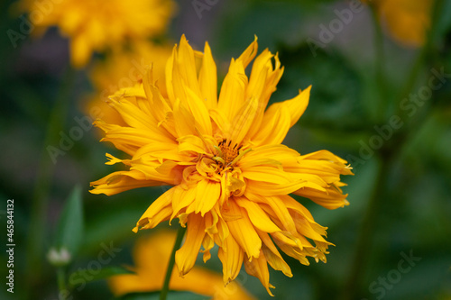 beautiful yellow gerbera flower