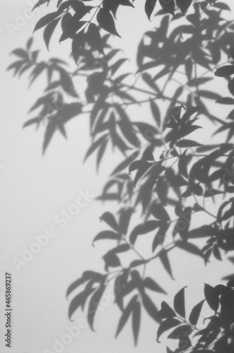 リアルな葉っぱの影を写した、シャドウアート