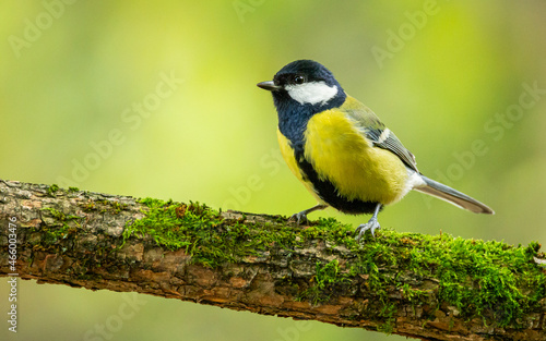 Bogatka zwyczajna Parus major 