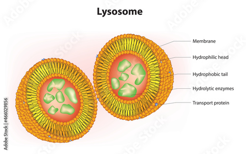Biological illustration of Lysosome in eukaryotic cell 