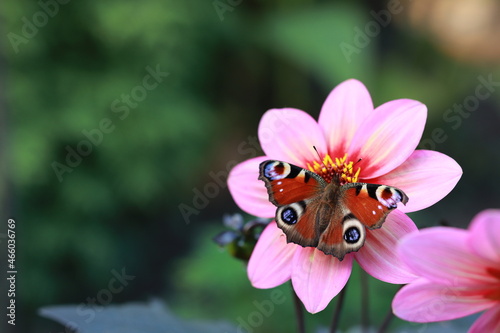 motyl na kwiatku.