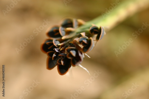 Kalanchoe tubiflora żyworódka płodnolist