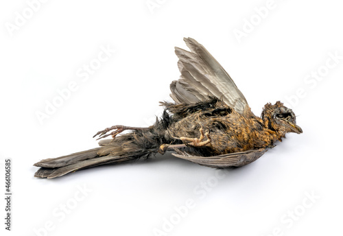 Dead blackbird