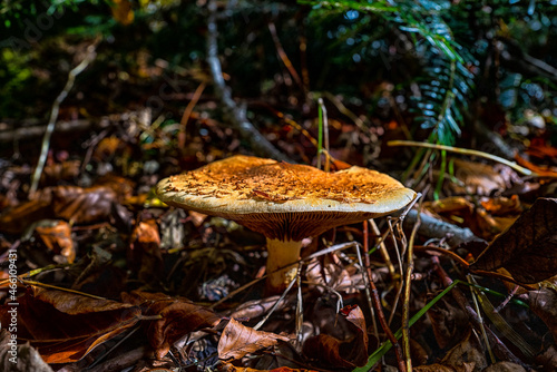 champignon au raz du sol