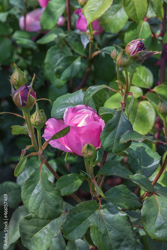 Rose Soeur Emmanuelle. Selected sorts of exquisite roses for parks, gardens. Landscape design park concept