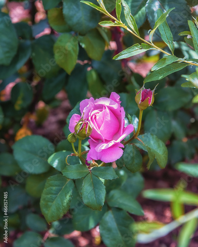 Rose Soeur Emmanuelle. Selected sorts of exquisite roses for parks, gardens