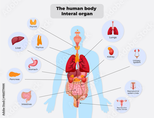 The human body Interal organ