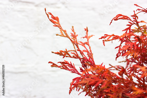 Thuja, tuja biota orientalis Morgan red branches on white background copy space. Popular ornamental coniferous evergreen Christmas plant. Platycladus in Japanese garden. Fully red Western Cedar bush.