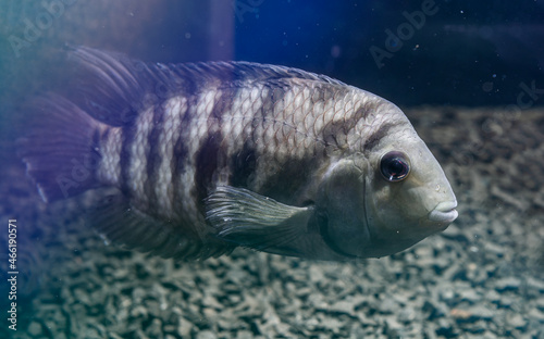 Fish with black stripes. Big beautiful fish underwater. Pets in the aquarium. Large fins, tail and scales. Cichlid in its natural habitat. Beautiful dark blurred background. 