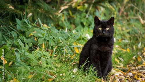 Czarny kot z zielonymi oczami na tlke dzikiej roślinności