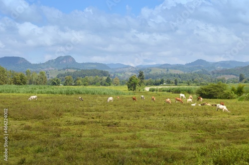 herd of cow on a meadow