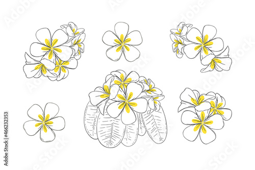 Frangipani or plumeria tropical flower for leis. Hand drawn frangipani with yellow petals isolated in white background. Outline vector illustration