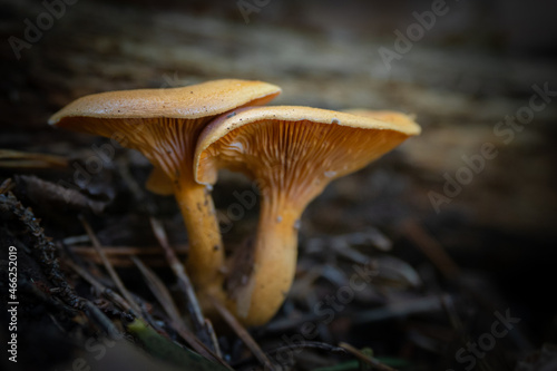 Wild mushroom growing in the Forest of southern Europe