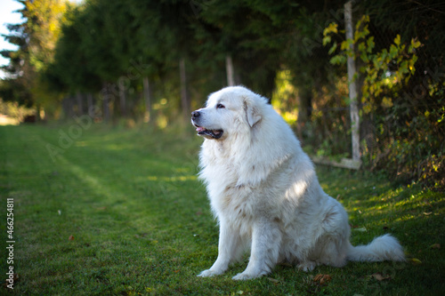 The Pyrenean Mountain Dog is a breed of livestock guardian dog from France, where it is known as the Chien de Montagne des Pyrénée It is called the Great Pyrenees in the United States.