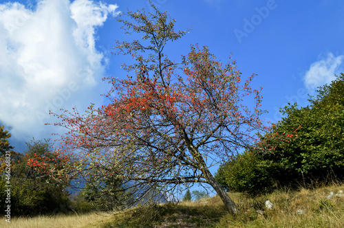 Albero Bacche Rosse