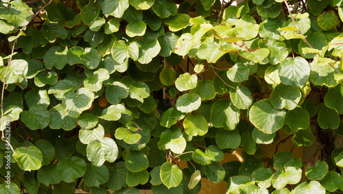 Actinidia deliciosa - Fuzzy kiwi producing a beautiful vine with very dense dark-green foliage and hanging fruits lining and decorating a wall