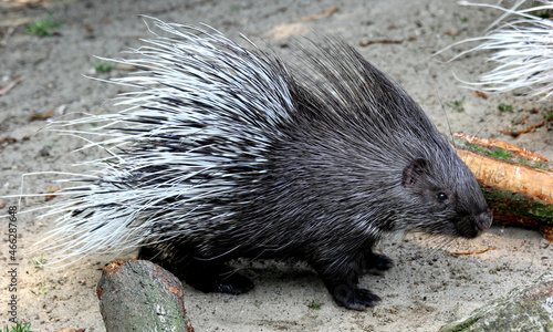 Closeup shot of a porcupine