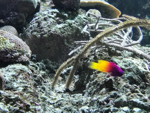 fish in aquarium