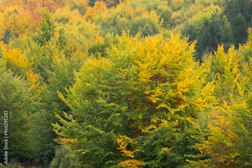 Fall season in Albania. Colorful autumn forest landscape