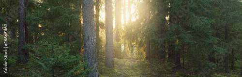 Pathway through the hills of majestic evergreen forest. Mighty pine, spruce trees, moss, plants. Finland. Soft golden sunset light. Idyllic autumn scene. Nature, seasons, environment, ecotourism