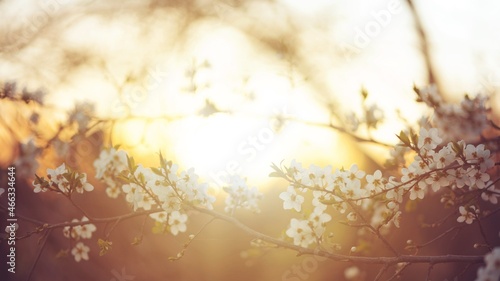 Twigs of a blossoming cherry tree in the golden hour. Spring background for the banner. Sun effect, selective focus, 16x9