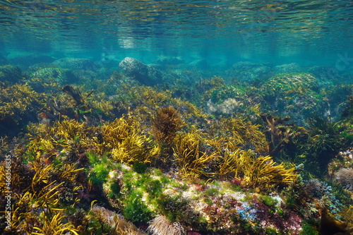 Underwater seascape, shallow ocean floor with rocks covered by algae and clear water, Eastern Atlantic, Spain, Galicia