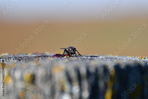 Black Fly on a Fence Post