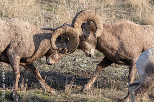 bighorn rams banging heads