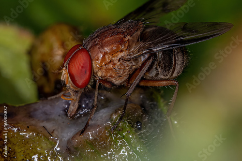 Adult Calyptrate Fly