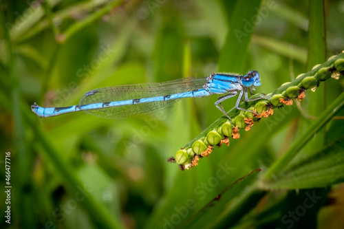 A vividly blue Familiar Bluet (Enallagma civile) perches on a grass seedhead. Raleigh, North Carolina.