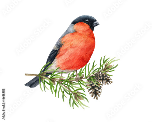 Bullfinch bird on pine pranch. Watercolor illustration. Hand drawn bright eurasian avian. Small cute bullfinch bird with fir tree branch and cones element. Forest little songbird on white background