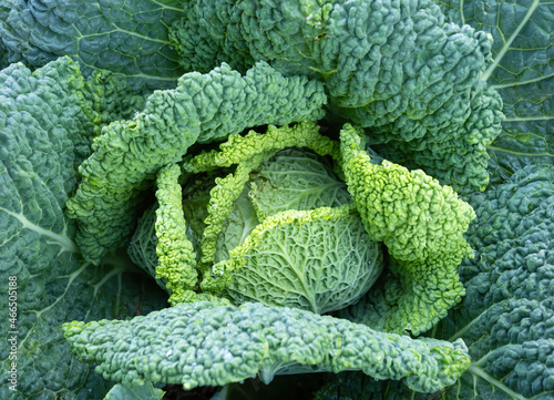 Fresh ripe head of savoy cabbage (Brassica oleracea sabauda) with lots of leaves growing in homemade garden. Close-up. Organic farming, healthy food, BIO viands, back to nature concept.