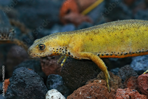 Closeup on an odd yellow color morph of a female Greek alpine newt