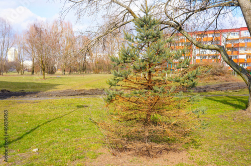 Dying pine tree in a park