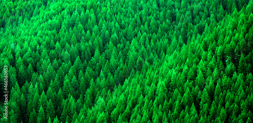 Forest of Pine Trees in Wilderness Mountains Environment