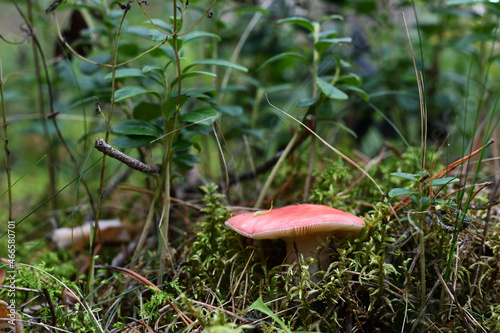 Pink russula close-up in the forest among the grass and moss against the background of green lingonberry twigs on a sunny evening in late summer.