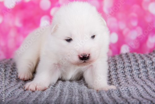 White fluffy small Samoyed puppy on gray knitted wrap