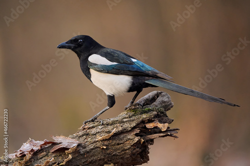 Eurasian magpie or common magpie (Pica pica)