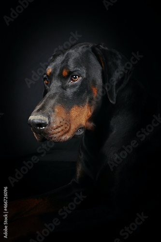 portrait of a black doberman dog